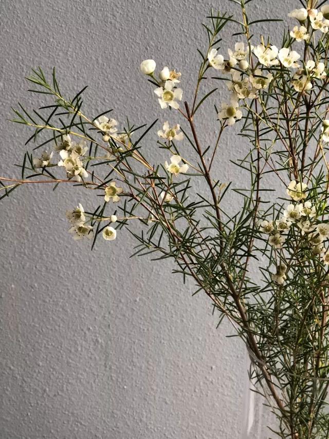 特殊花材——杰拉尔顿腊花