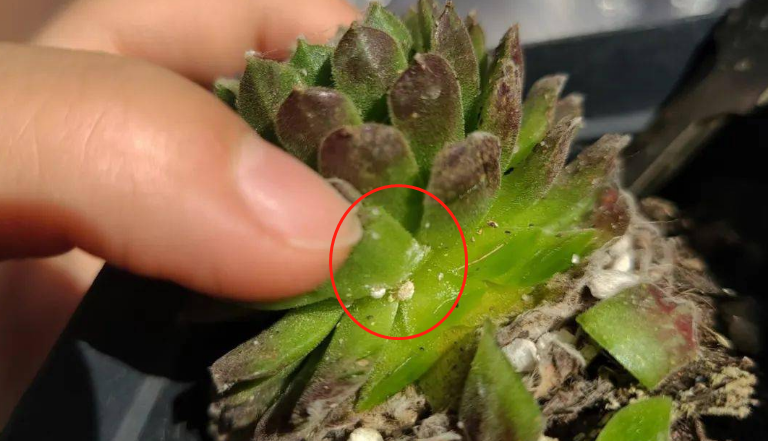养多肉植物有"5怕",知道它怕什么,以后就尽量避免