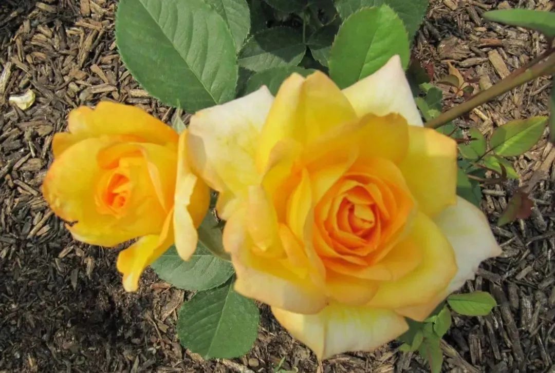 假日公主月季,我只钟情于你|花名册no.00111