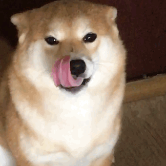 "狗拿耗子"不是多管闲事,而是职业刚需