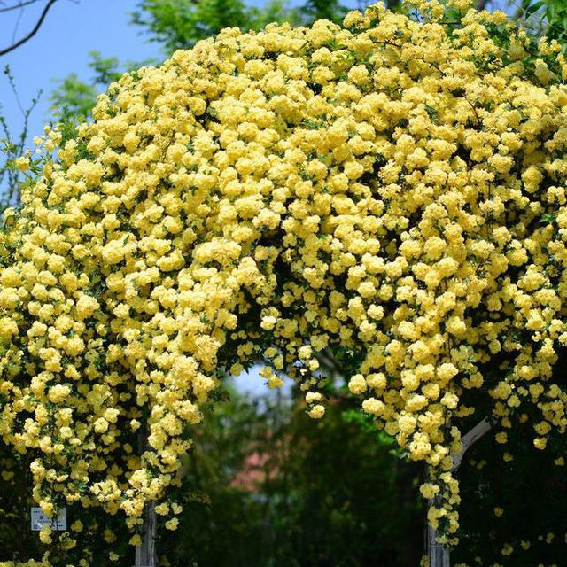 "木香花,抗旱耐寒易成活,现在种一棵,来年还你一片"海洋"