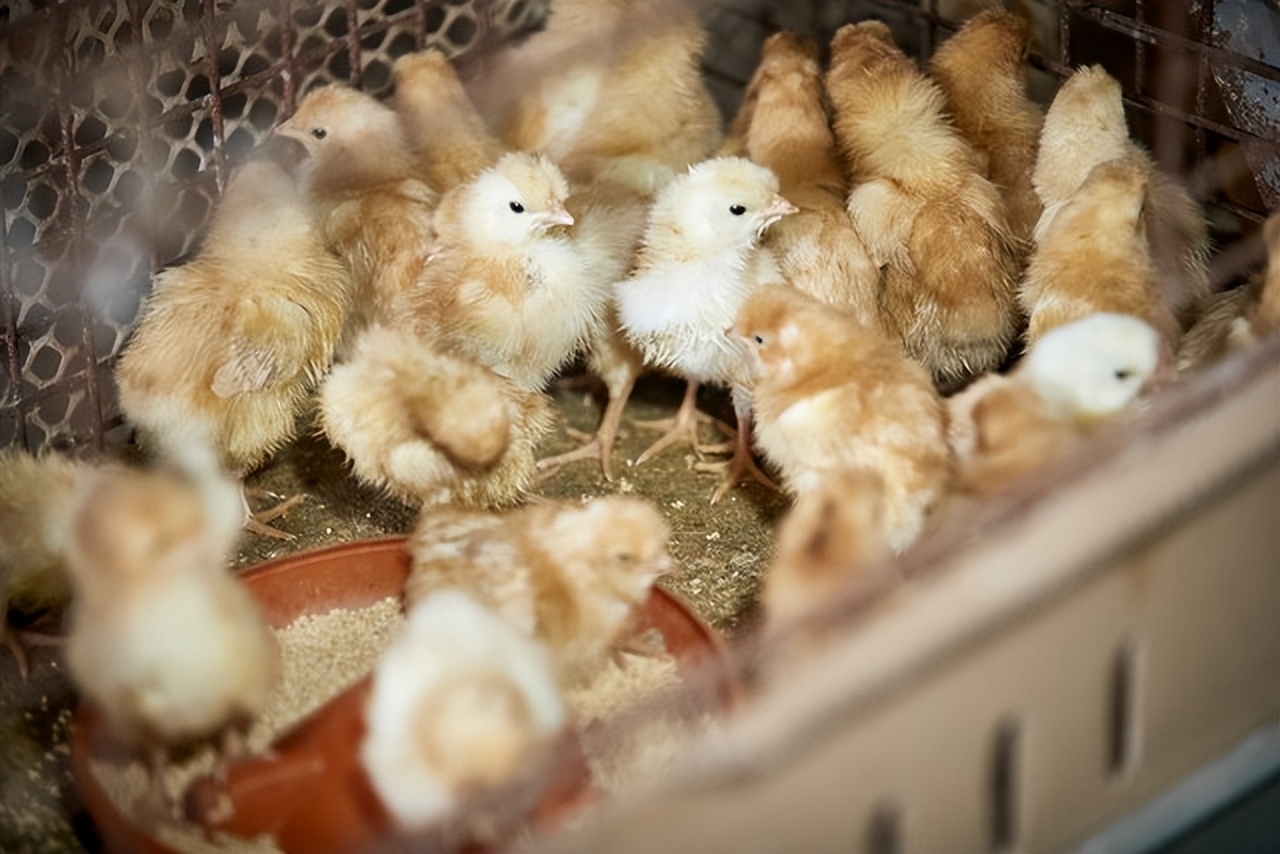 养鸡户一定要知道的育雏知识,雏鸡的饮水和喂食管理