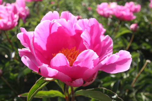 朔州:芍药花开醉游人 繁花秘境添亮色