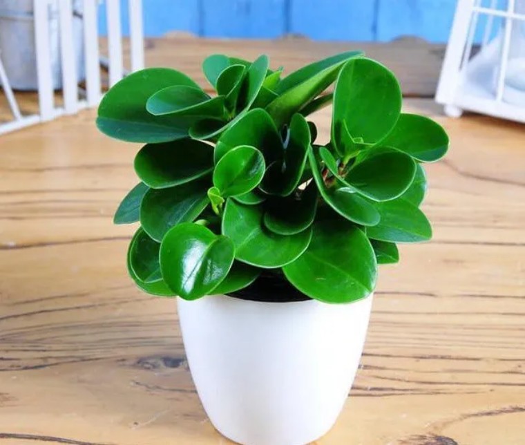 100种观叶植物|no.8 豆瓣绿养护攻略