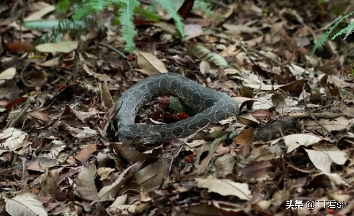 小伙被泰国圆斑蝰咬伤后器官大出血,医生救他用光3家医院的血浆