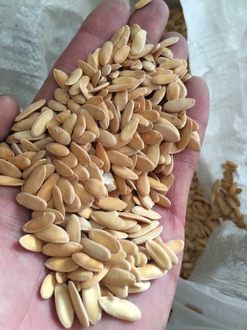 怎么种植甜瓜?记住这几点,甜瓜品相好,产量高