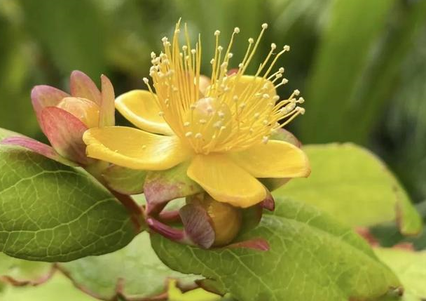 金丝桃素药用价值贵若黄金,"桃花"开放时一片金黄,你也会种植