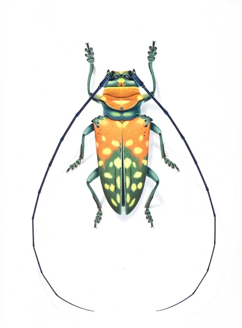 昆虫手绘|笔尖上的精灵