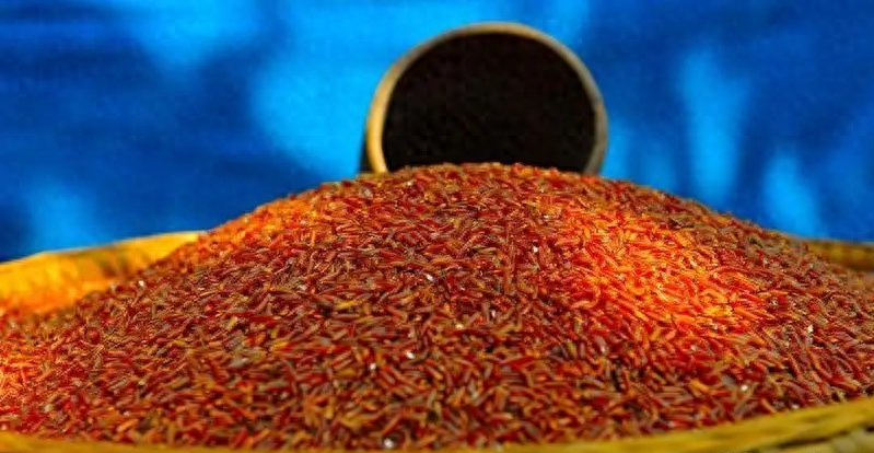 红得发紫的海水稻口感难吃还要种超百万亩国家到底有何打算