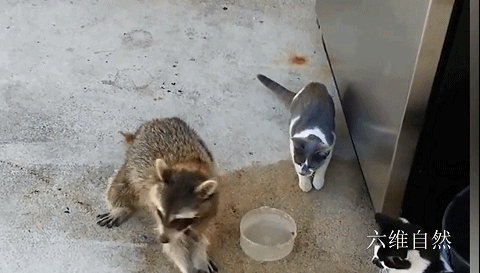 一只小浣熊偷食猫粮,还连吃带拿,吓得几只宠物猫都不敢反击