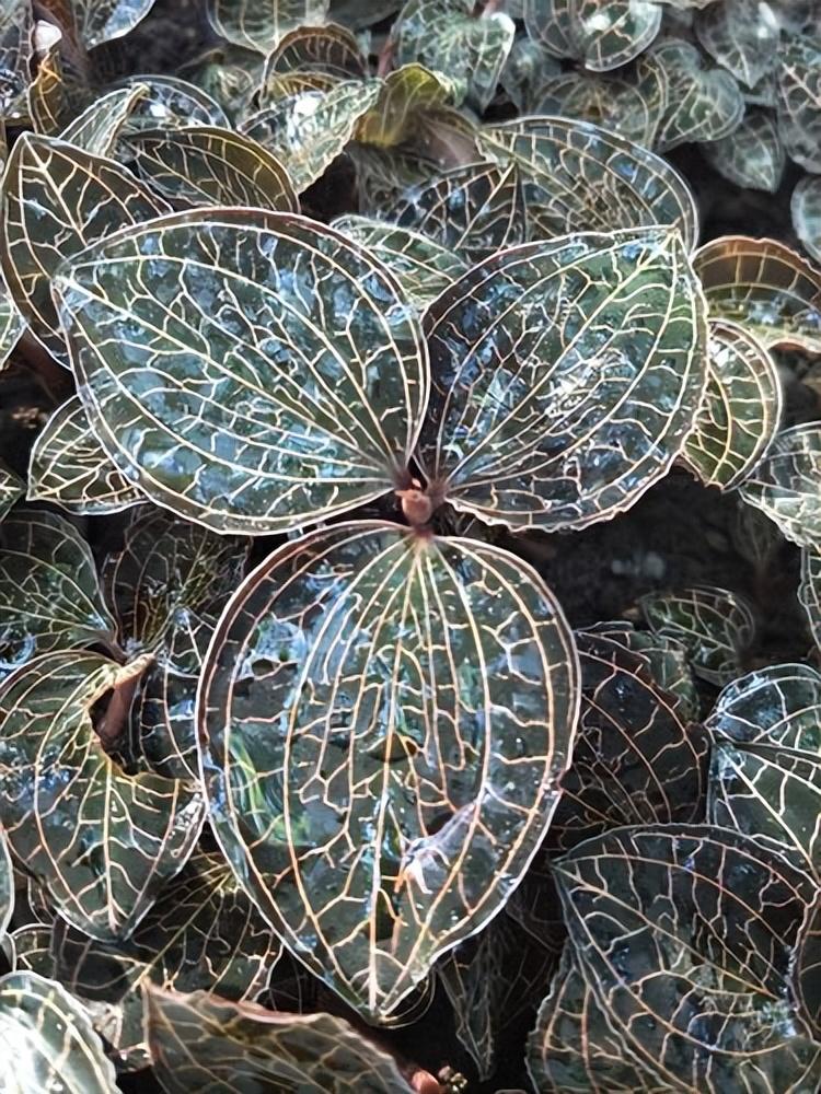 回顾曾经火极一时后来跌落神坛的七大商品你买过几种