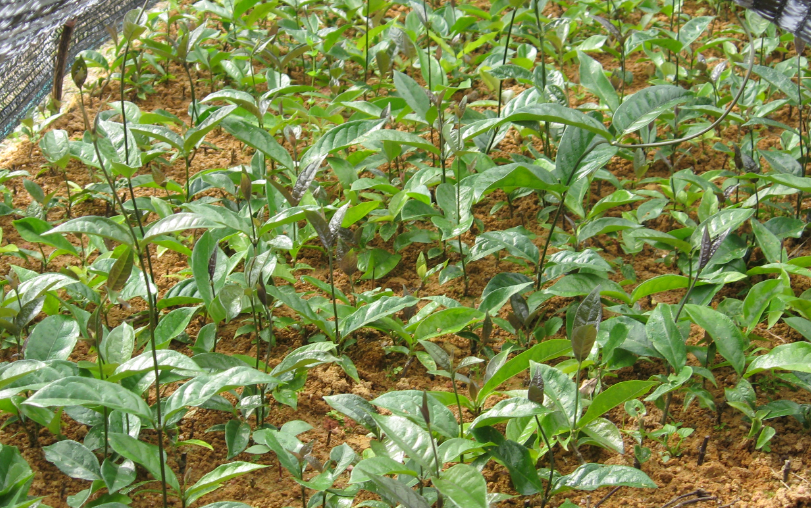 "北有人参,南有巴戟天",巴戟天是怎样一种植物,你认识吗?