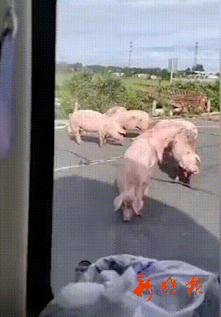 热点|啥情况？哈尔滨男子打求助电话：30多头猪把我堵高速上了