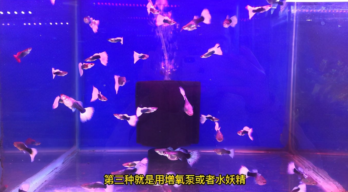 魚缸水面產生油膜原因以及處理方法