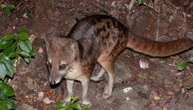 马岛缟狸:交配时间最长的动物,但它们却是另有所图!