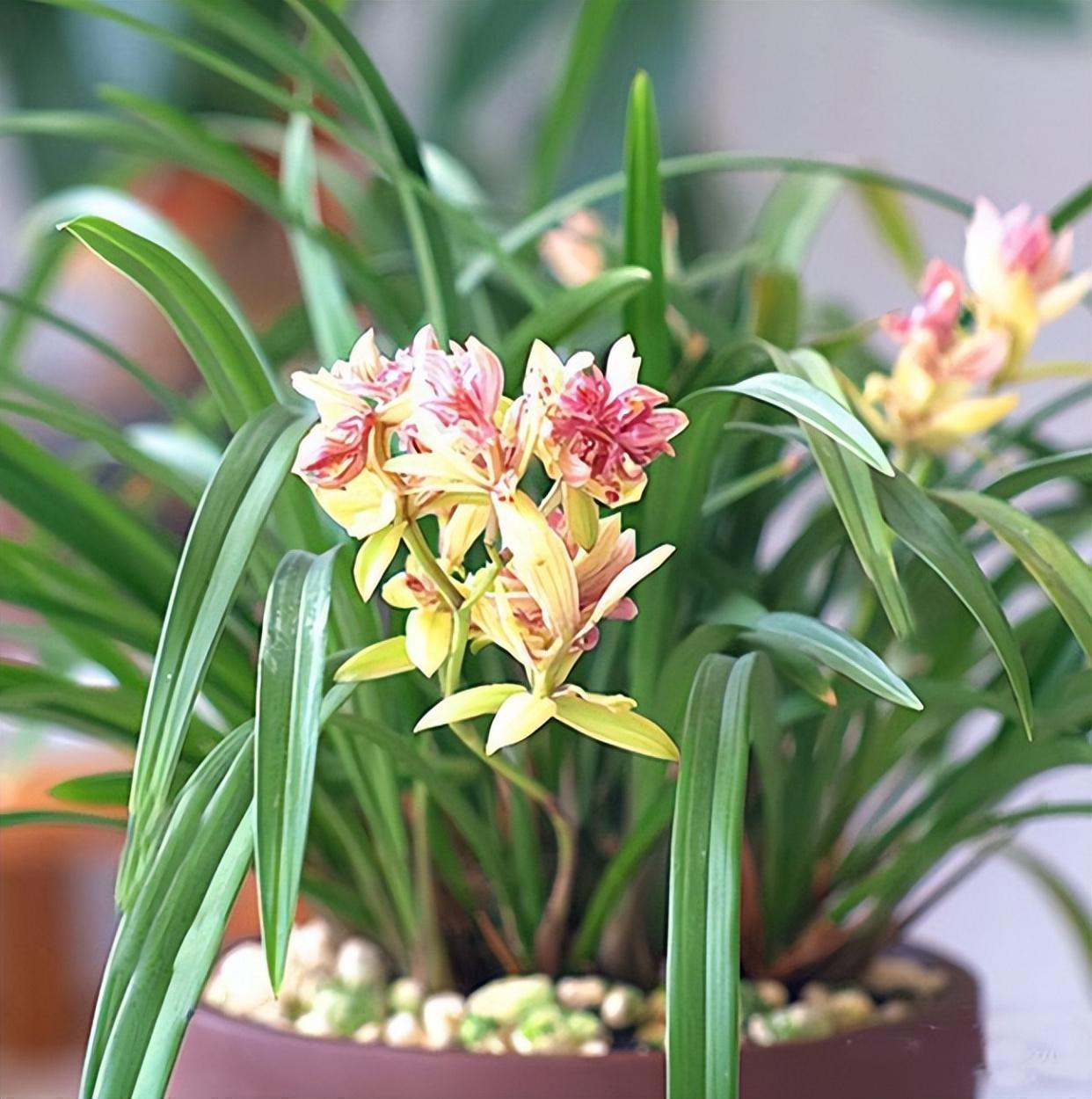 以奇特而闻名的兰花,富山奇蝶,比绿萝还好养,香气馥郁