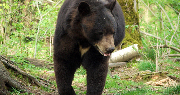 日本再次发生一起熊袭人事件