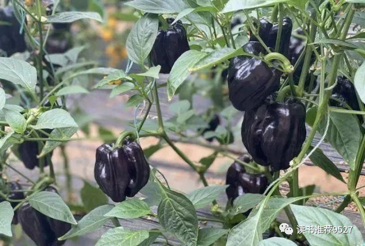 种植什么赚钱快不愁卖,好管理(种植什么赚钱快不愁卖,好管理!)