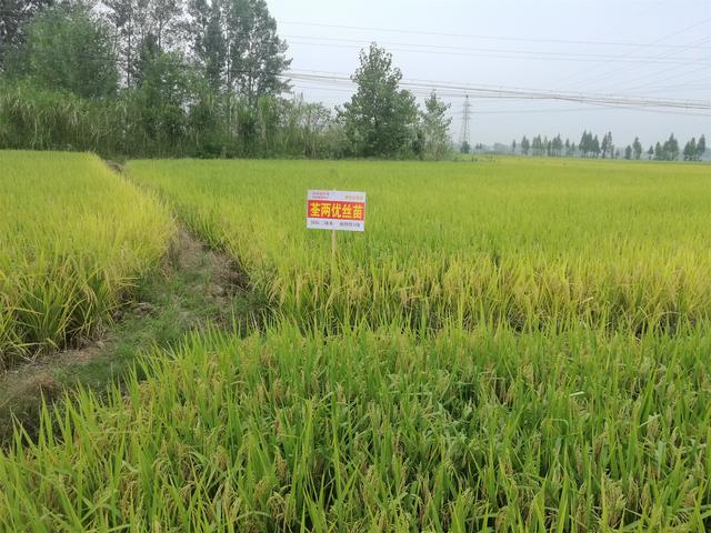 水稻主导品种荃优丝苗抗病抗倒耐高温,高产米质优,易种植