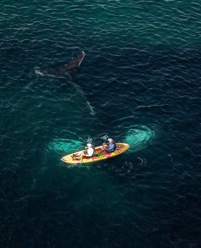 深海恐惧症图片高清图片