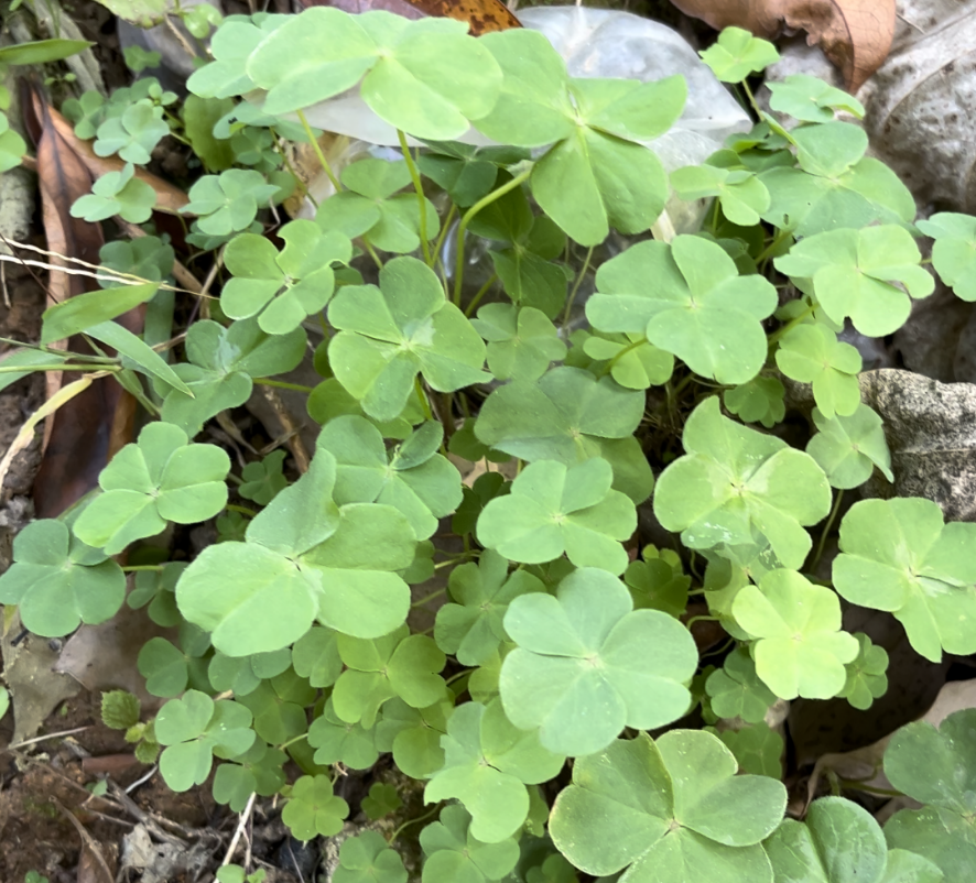 酢浆草,又称三叶草,酸酸草,有3大功效,农民朋友必须了解!