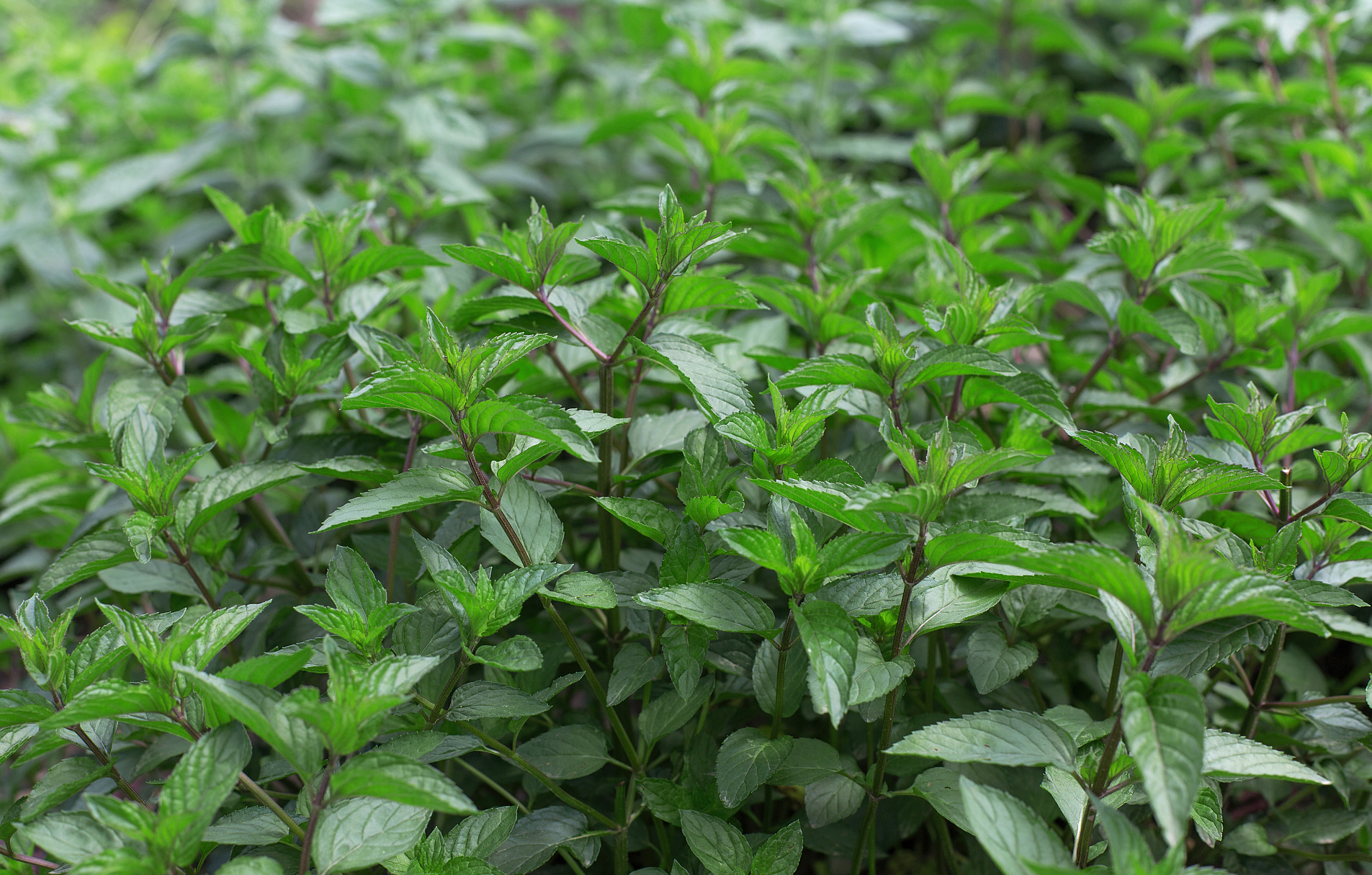 "大暑到,吃仙草",仙草是什么植物?烧仙草也是它做的