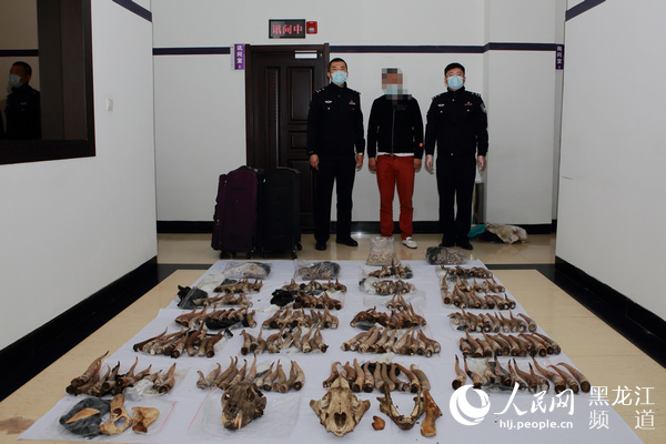 绥芬河侦破特大走私珍贵动物制品案