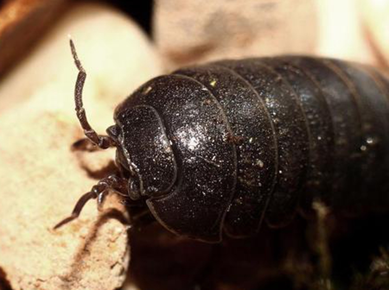 河北宁晋:走,今个儿黑啊我们去捉簸箕虫