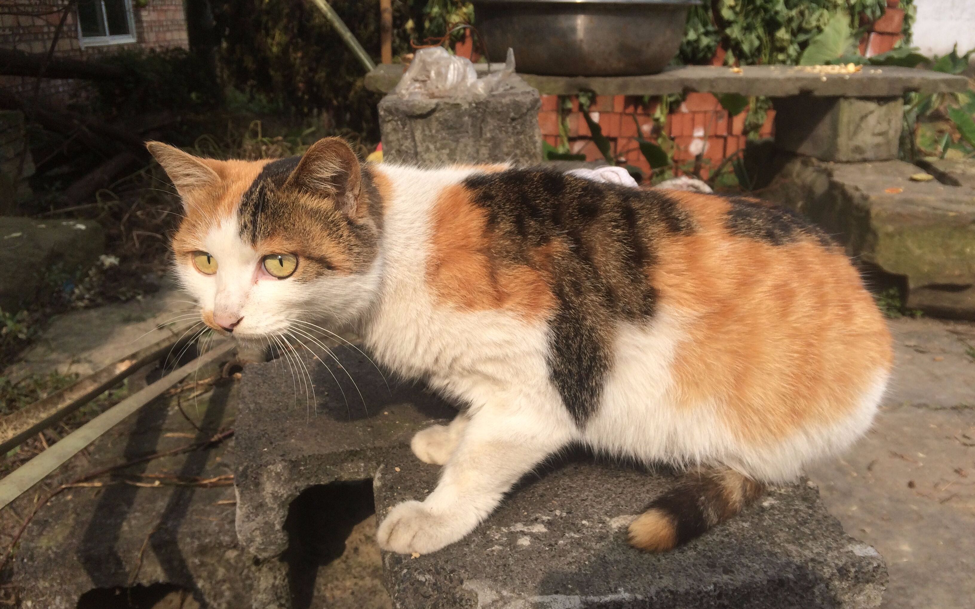 哭诉:养"三花猫"才1年,我就彻底讨厌猫了!