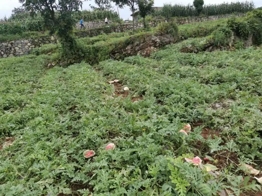 热点|几百个西瓜被砸烂在地里,瓜农心疼坏了!14个小孩:真好玩