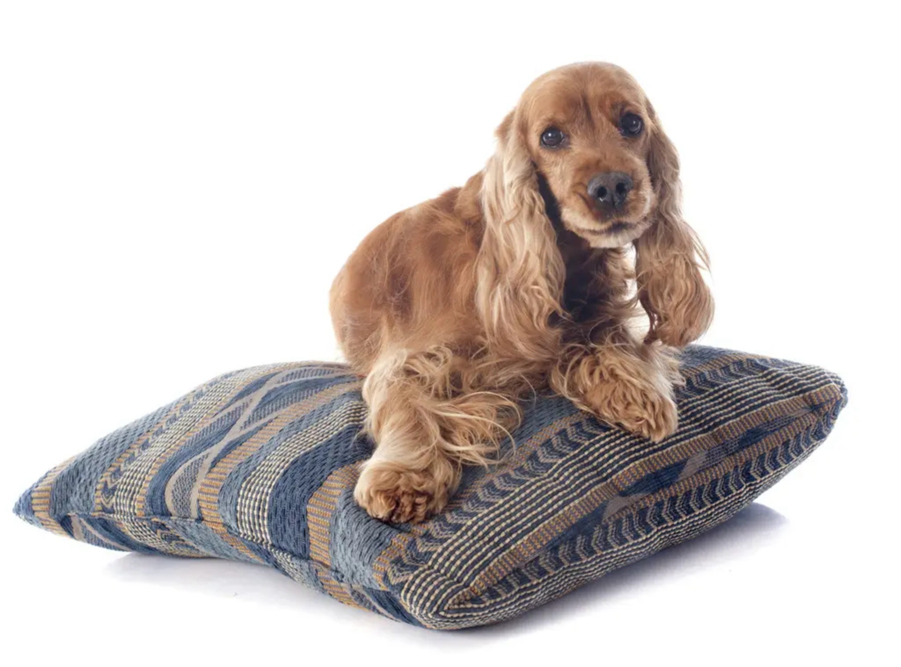 黄色的狗是什么品种?