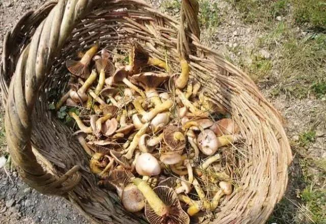 承德的野生蘑菇,你能认出多少种?