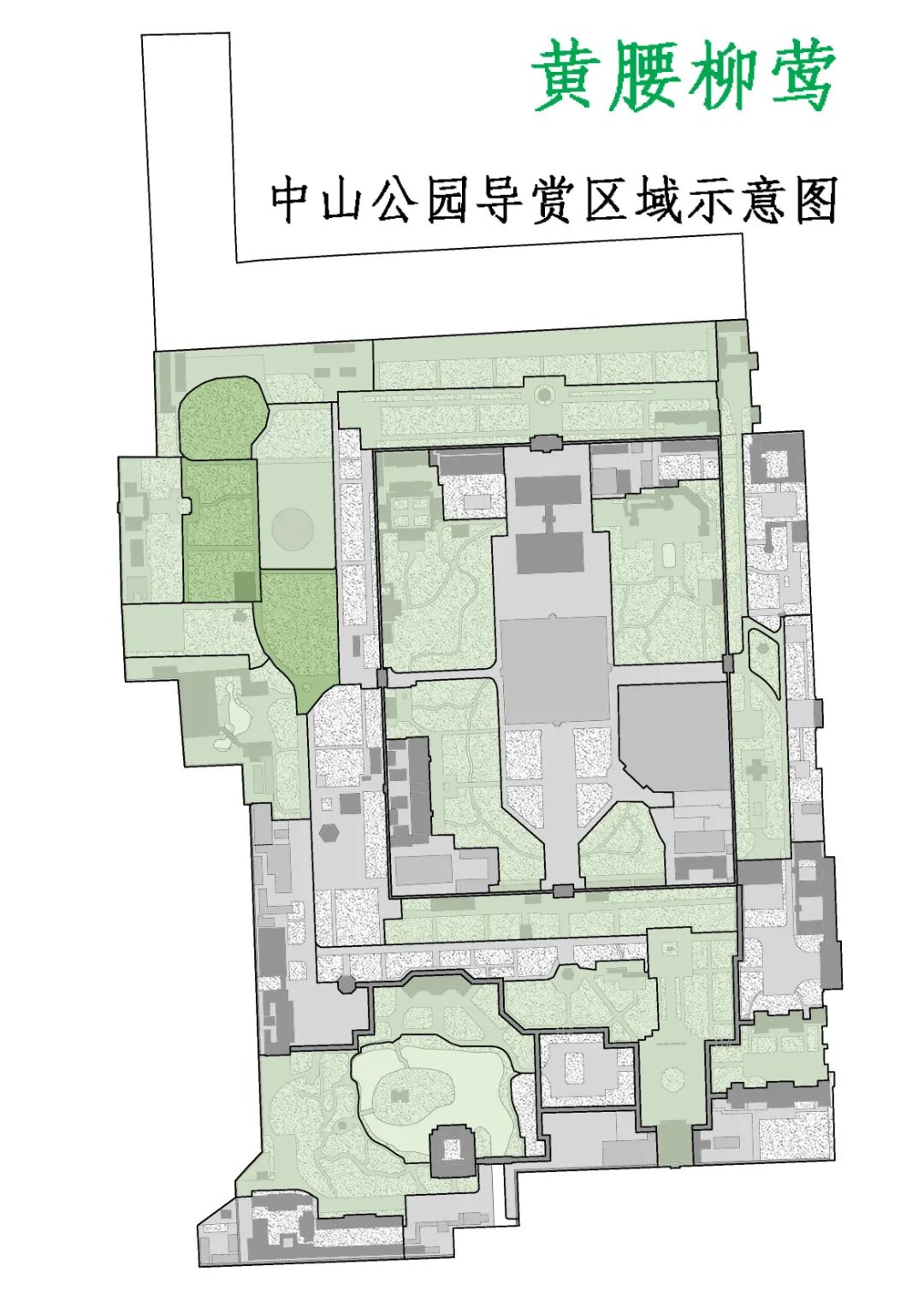 中山公园鸟类科普知识系列(6):黄腰柳莺