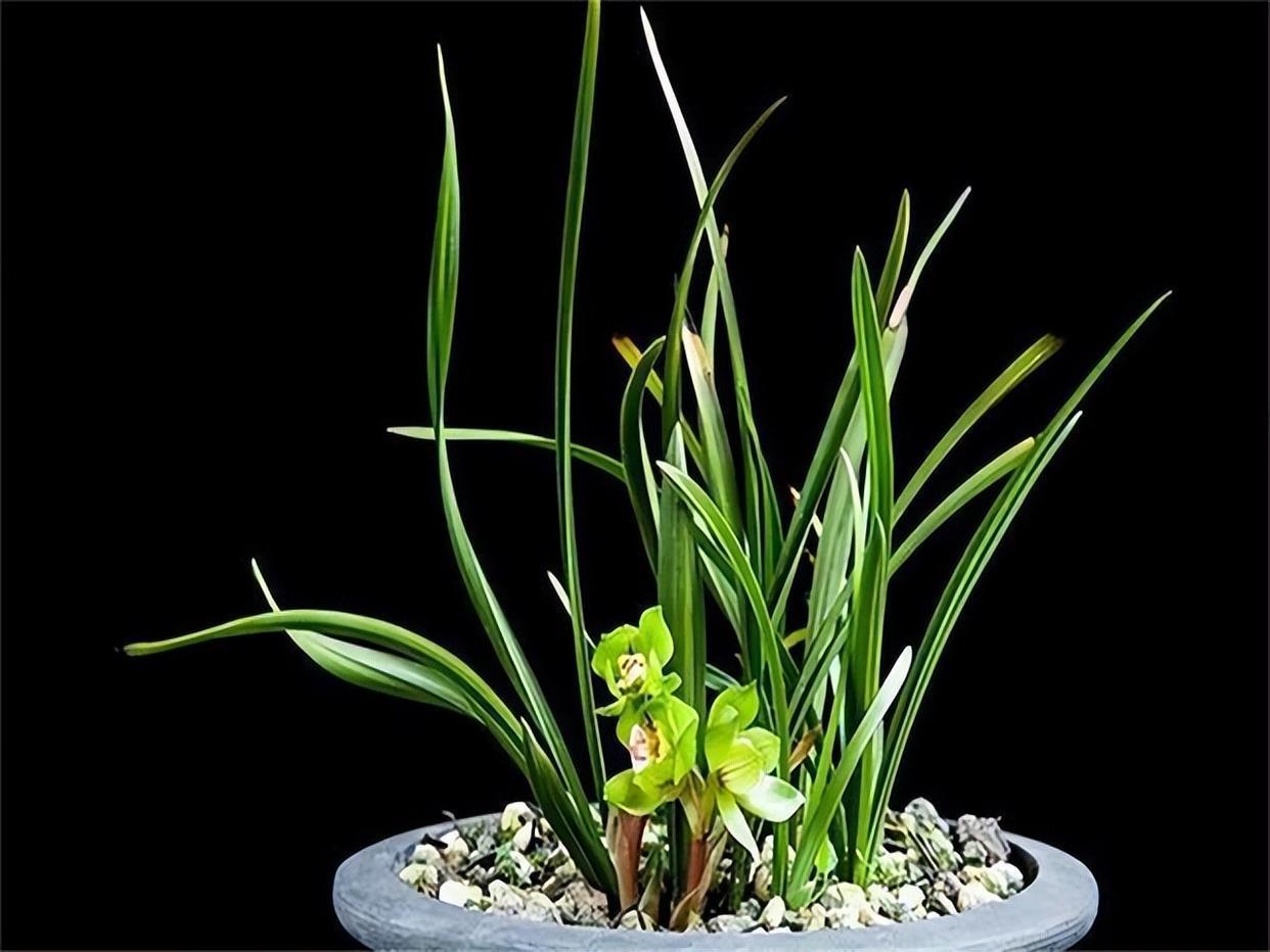 春兰皇后绿云,性价比非常高的一个春兰极品,值得拥有