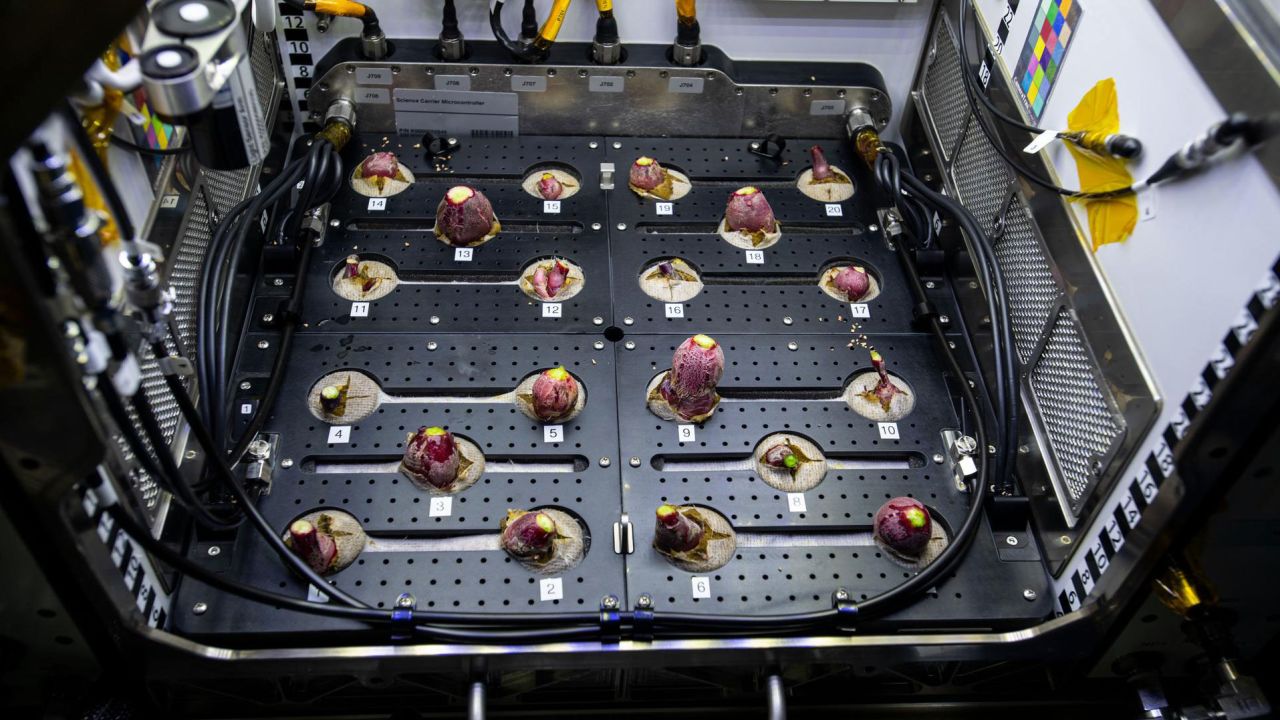 美国宇航员们在国际太空站的蔬菜种植