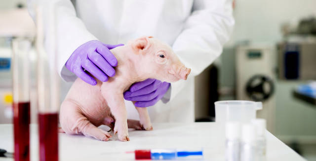 世界首例猪肾脏移植人体手术成功：工作了54小时
