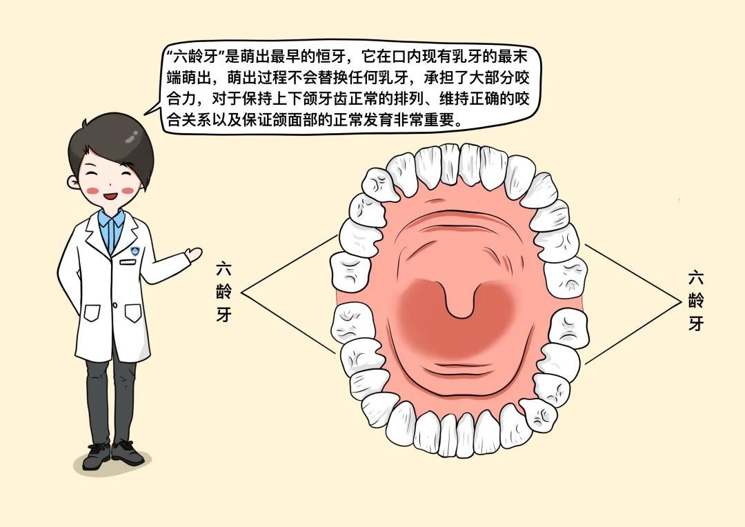 "六龄牙"是乳牙 健康辟谣日历