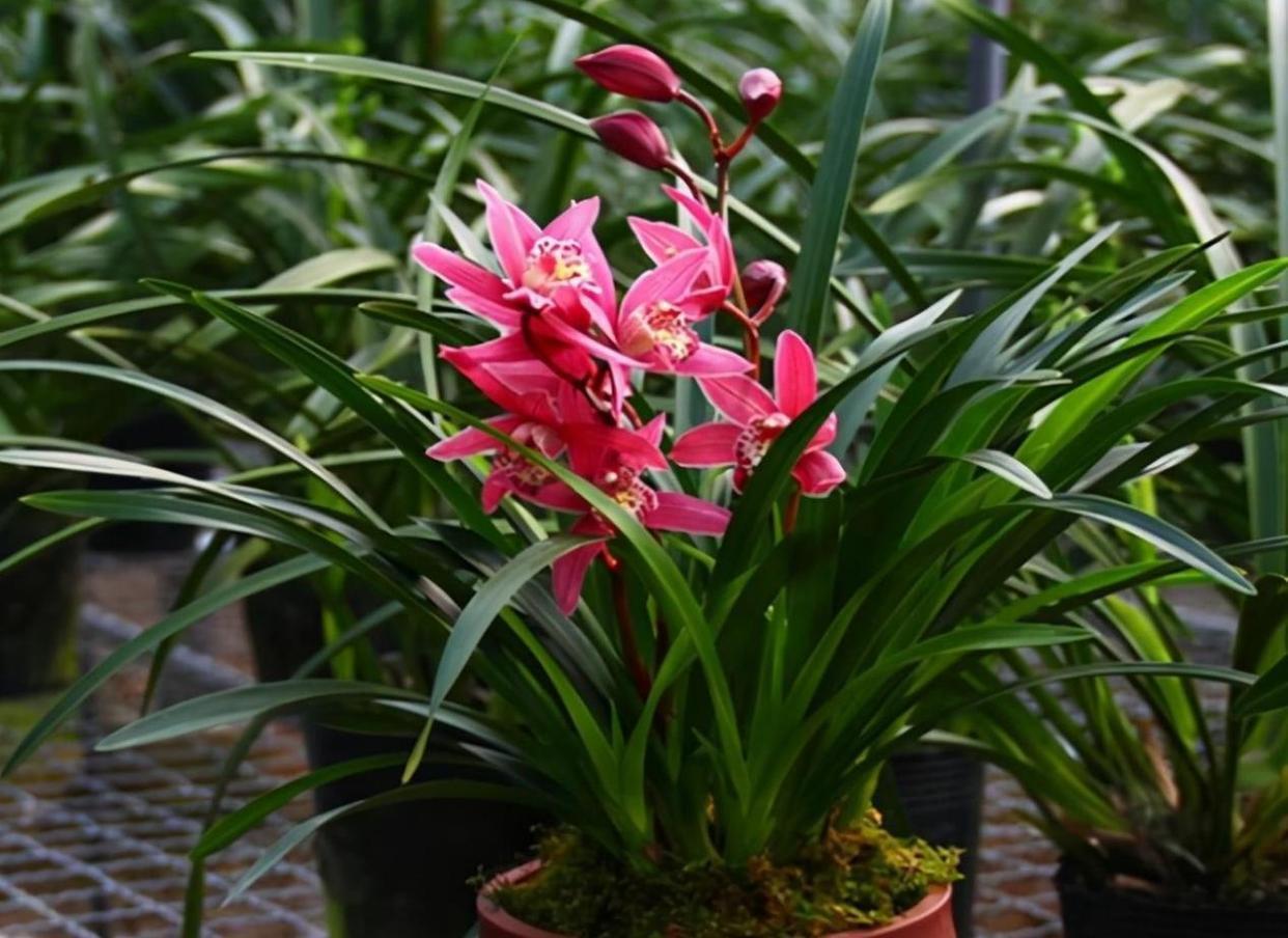 阳台种盆"香花之王"红贵妃,花开后兰香四溢,观赏性非常不错