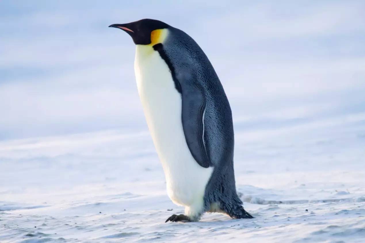 最坚强的鸟类父母:皇帝企鹅,一夫一妻如何在极端环境中养育雏鸟