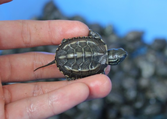 中华草龟寿命?