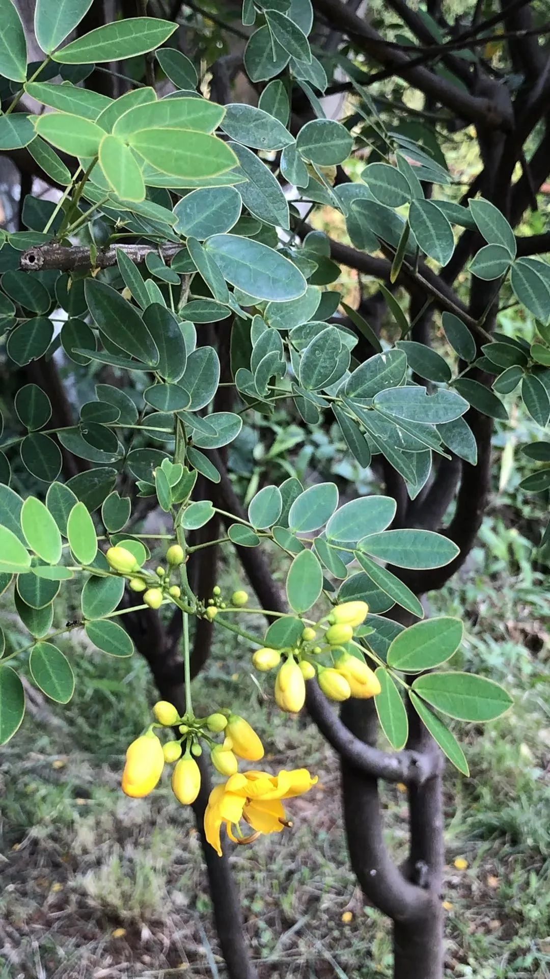 这种被称为双荚决明的植物,花叶还挺有意趣