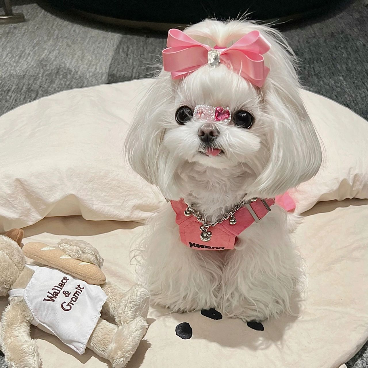 马尔济斯|我妈说我是大头小狗 小狗头不大 是发型蓬松!