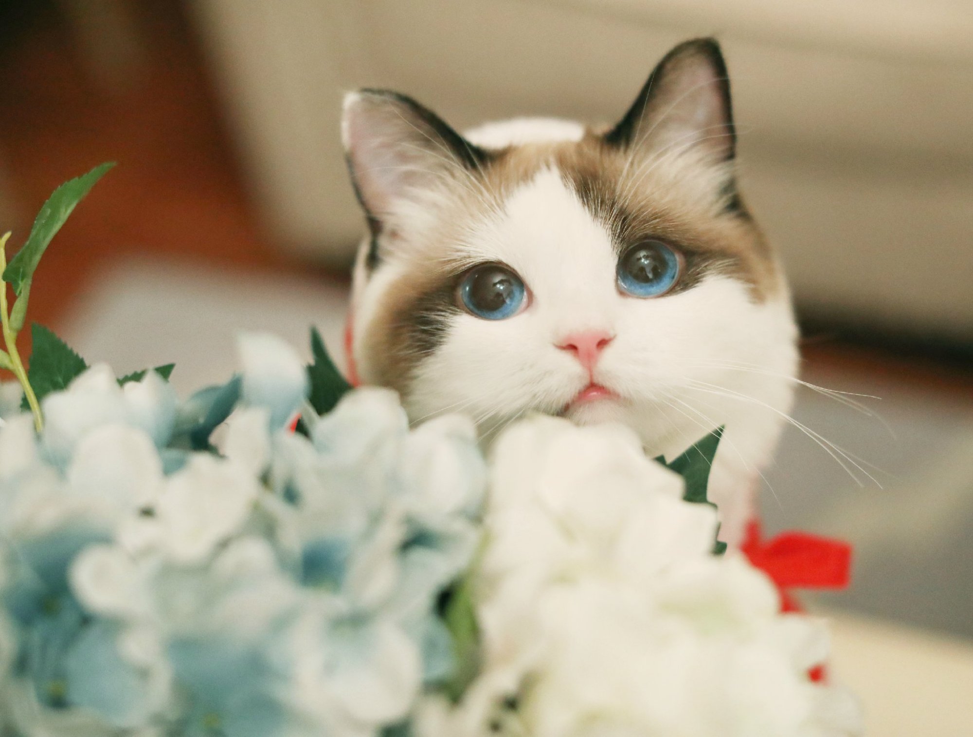 实用猫咪美毛篇,猫咪软磷脂真的这么神奇吗?