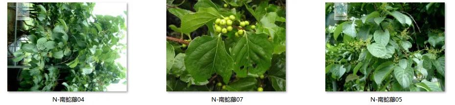 植物图片大全（各种植物图片及名称） 第56张