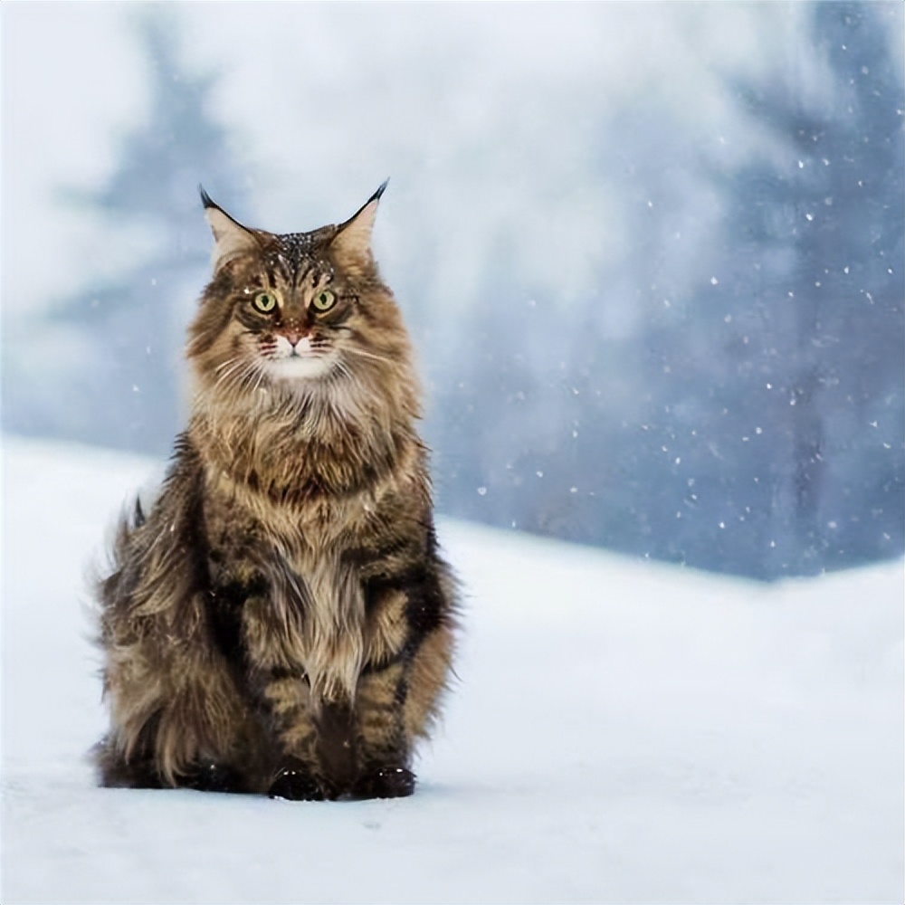 盘点八种"大体型"宠物猫:缅因布偶上榜!大橘:有礼貌但不多!