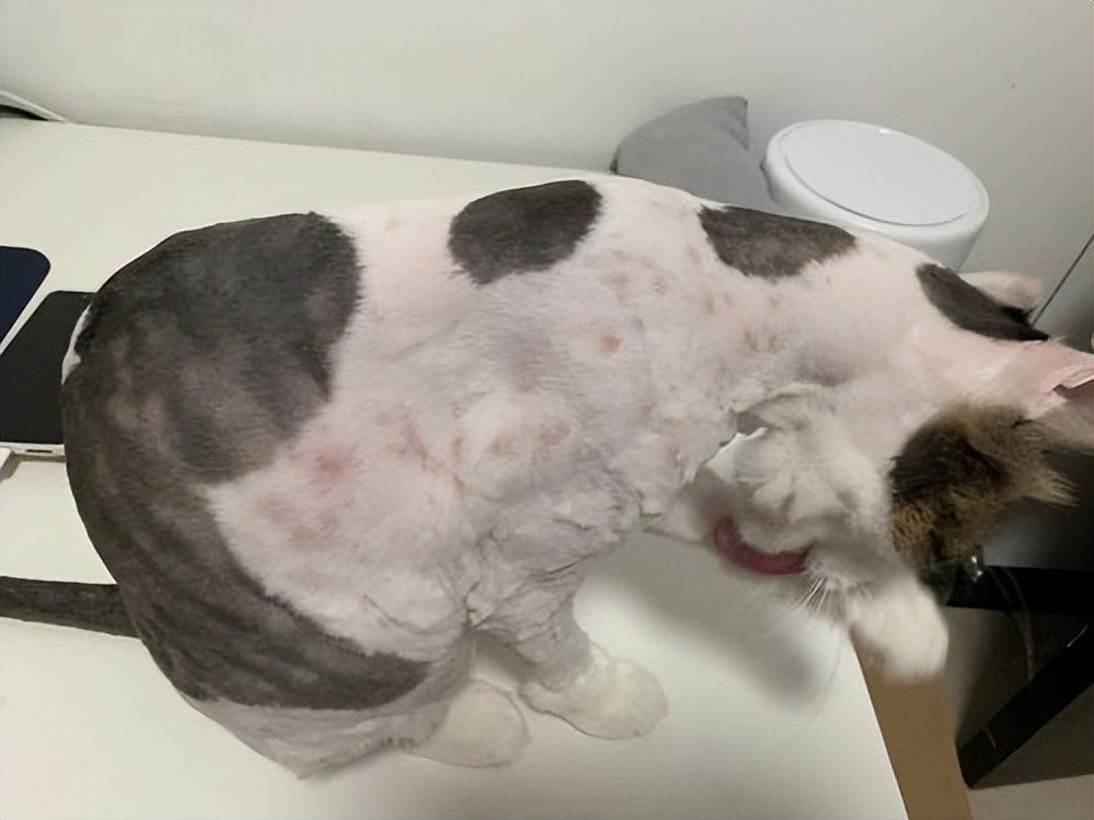 了解5种常见猫咪"皮肤病",做好防治工作,让它更健康!