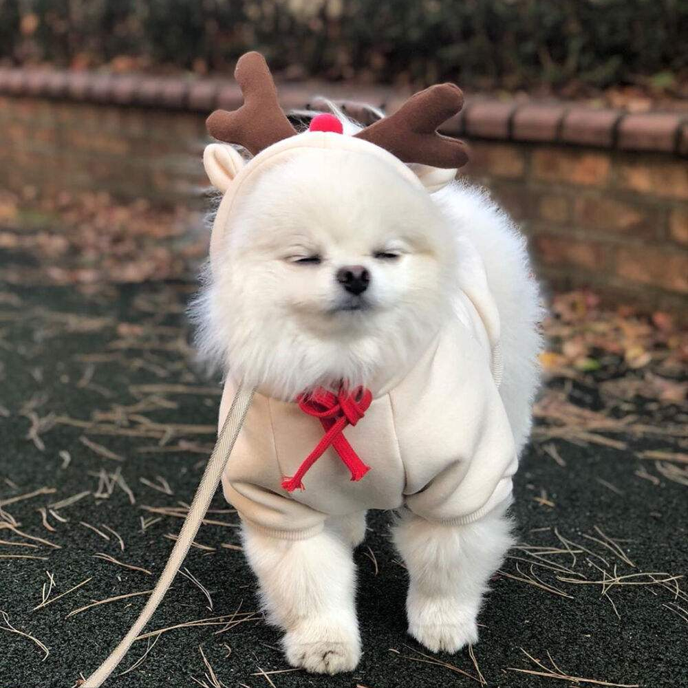 "博美犬"7大优点,哪个是你选择"饲养"的理由?