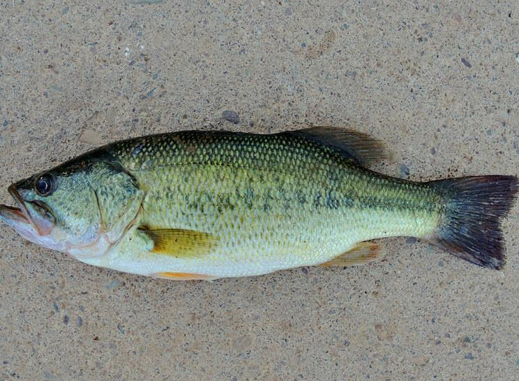 探秘:阿巴拉契亚山区中的动物,悠闲的山地"居民"!