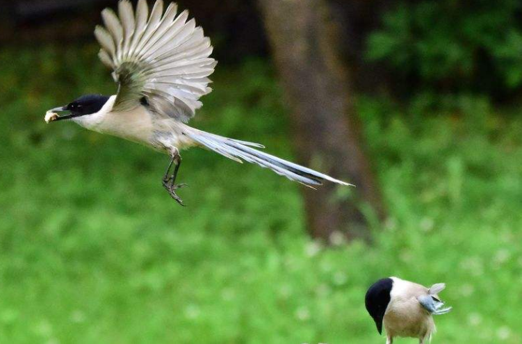 2019年,湖南村庄遇异兽,九头鸟现世叫声能把人带走,村民惶恐度日