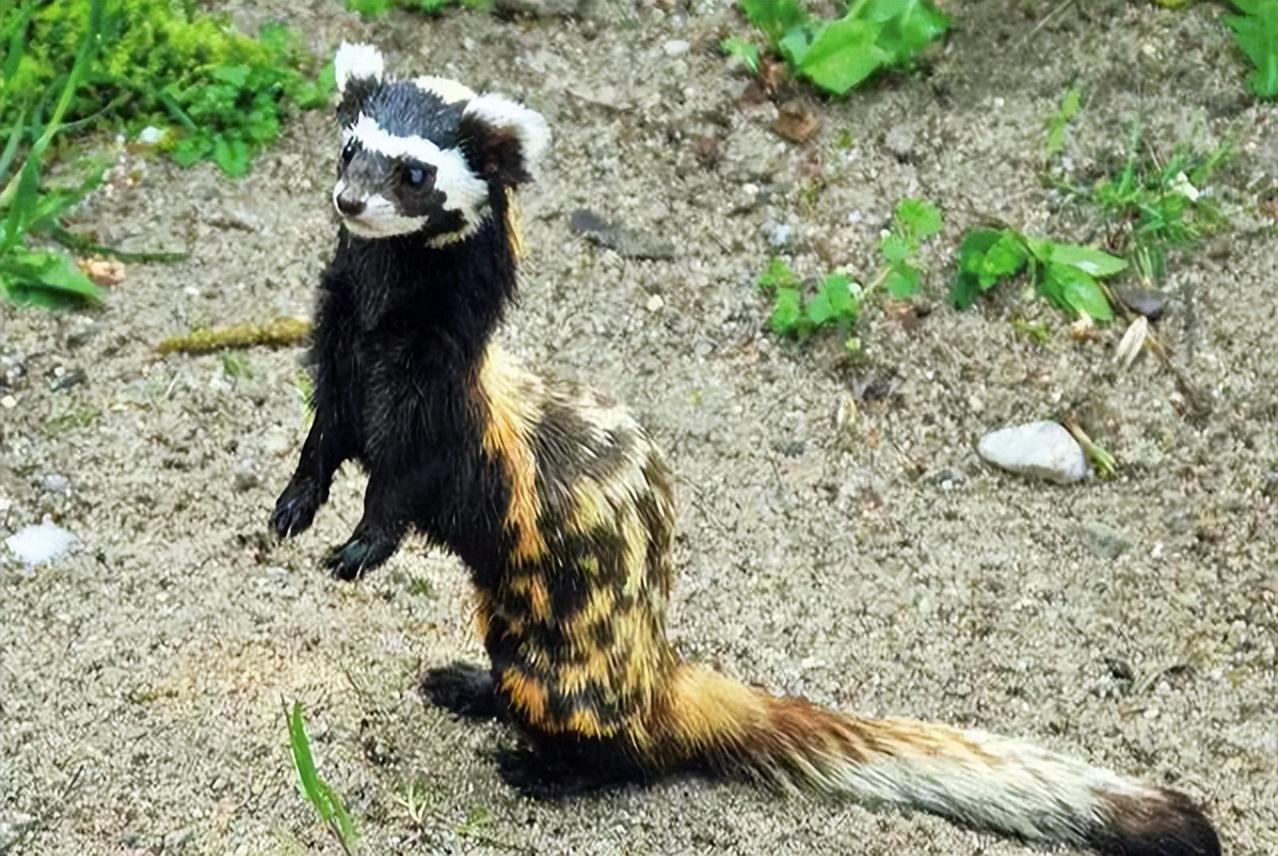 新疆发现平头哥小弟身穿虎皮裙一晚干掉十几窝老鼠